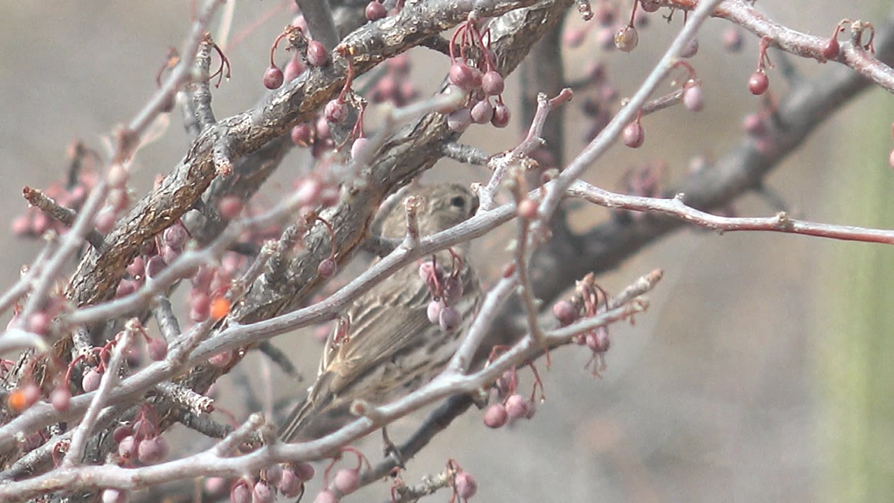 Small brown bird perched among pale branches and purple berries.