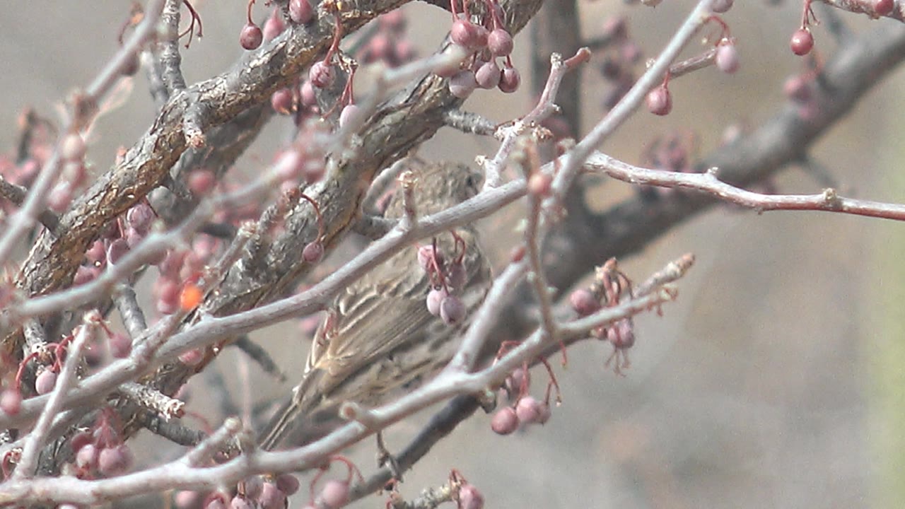 At 0:01, the bird remains partly obscured by crossing branches and berry clusters in Cabo Pulmo, with its striped body visible and no visible people.
