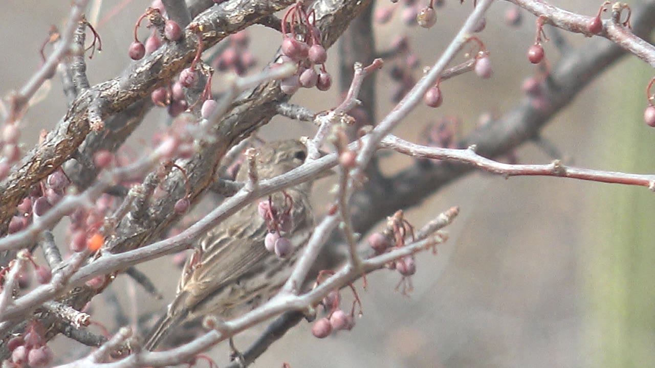 At 0:02, the bird is more centered behind the branch network, facing through the twigs near purple berries in Cabo Pulmo, with no visible people.