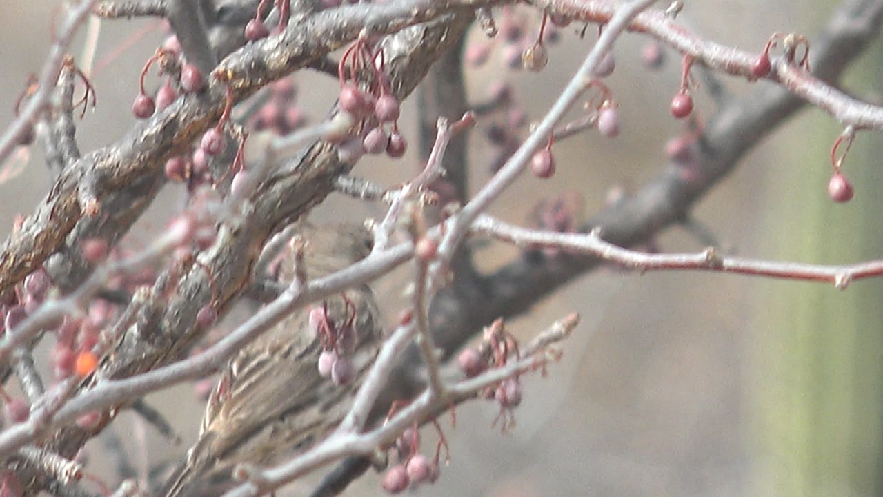 At 0:03, the small bird appears lower behind pale branches and hanging purple berries in Cabo Pulmo, with a blurred natural background and no visible people.