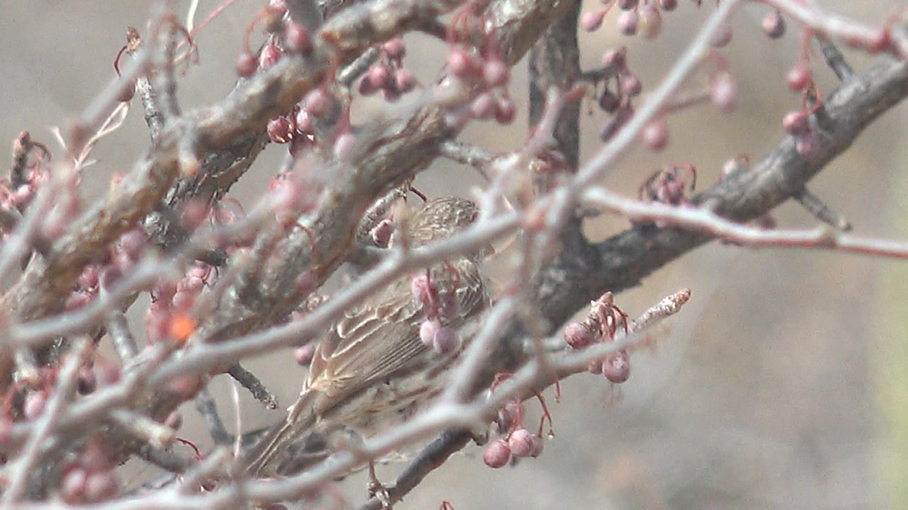 A small brown bird is partly obscured by pale branches and clusters of pink berries in Cabo Pulmo, Baja California Sur, with no visible people.