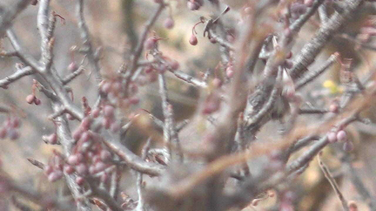 Small bird perched amid gray twigs and pink buds in Cabo Pulmo, Baja California Sur, with a blurred natural background and no visible people.