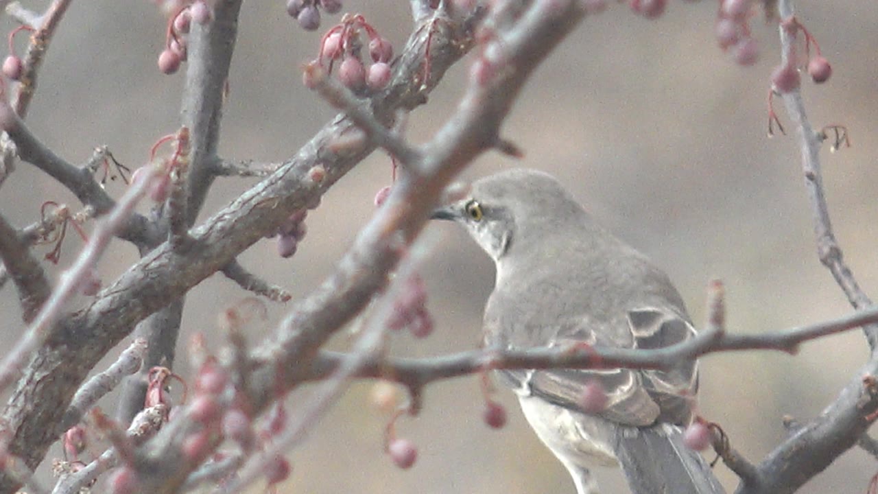 Gray bird perched behind branches with pink berries.