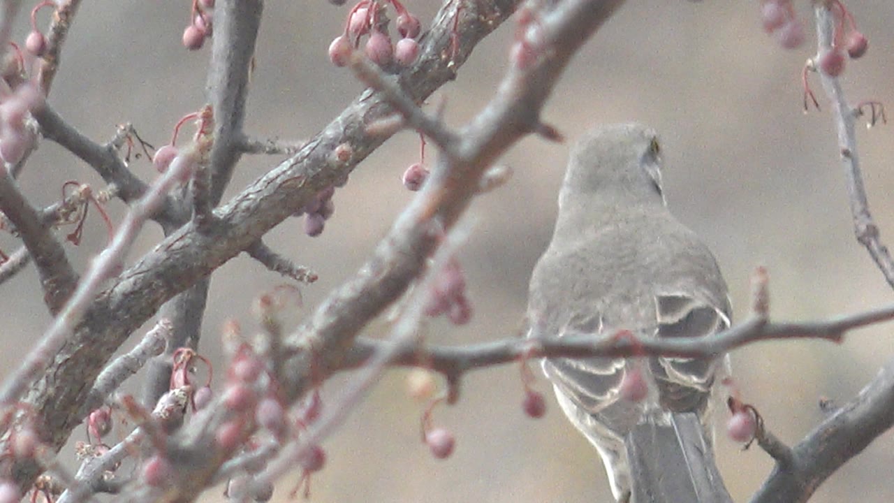 The gray bird is seen mostly from the back on a branch in Cabo Pulmo, Baja California Sur, surrounded by pink berries and soft background blur, with no visible people.
