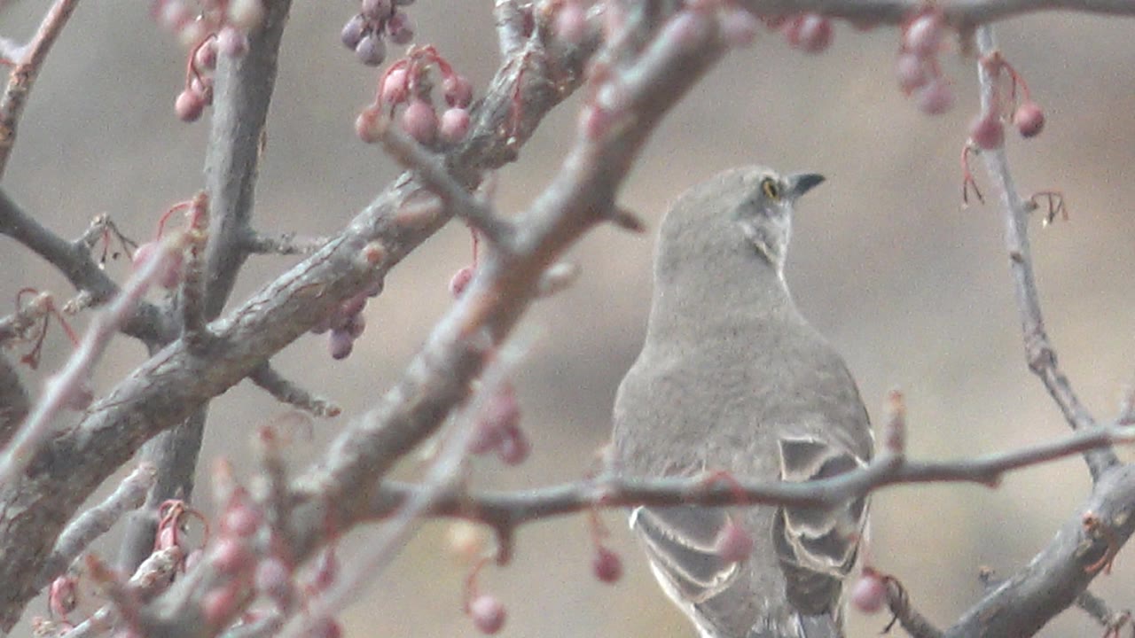 A gray bird turns its head to the right while perched among crossed branches and pink berries in Cabo Pulmo, Baja California Sur, with no visible people.