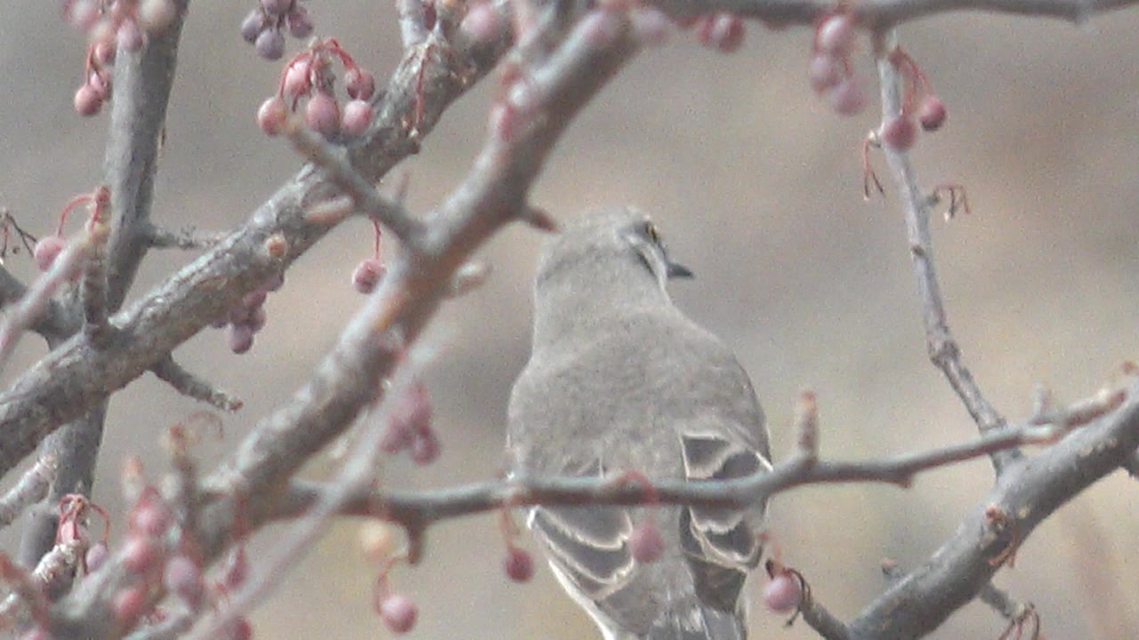 The gray bird sits with its back toward the camera behind intersecting branches in Cabo Pulmo, Baja California Sur, with pink berries nearby and no visible people.