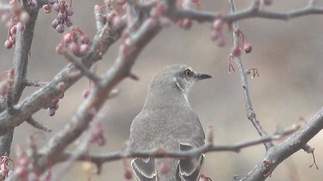 Gray bird perched among berry-covered branches