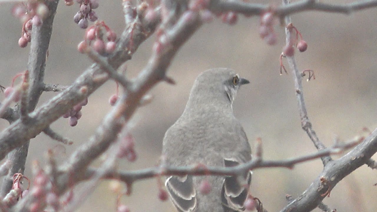The gray bird turns more away from camera on the branch, framed by pink berry clusters and blurred background in Cabo Pulmo, with no visible people.