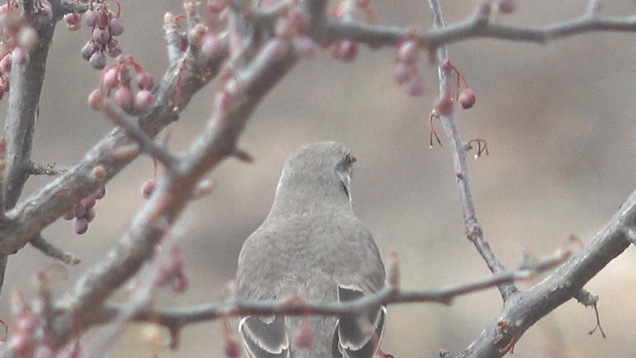 The bird is mostly turned away, partly framed by crossing bare branches and small pink berries in Cabo Pulmo, Baja California Sur, with no visible people.