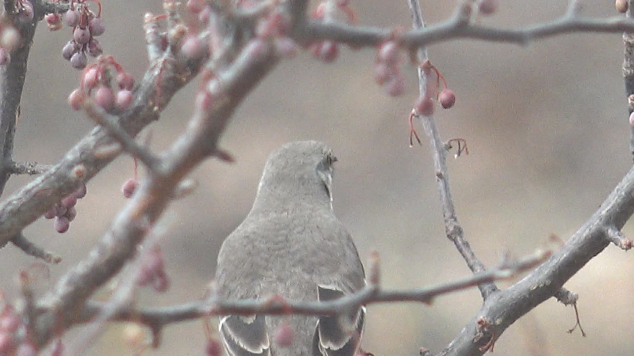 A rear view of the gray bird sits low in the frame beneath berry clusters and pale branches in Cabo Pulmo, with no visible people.