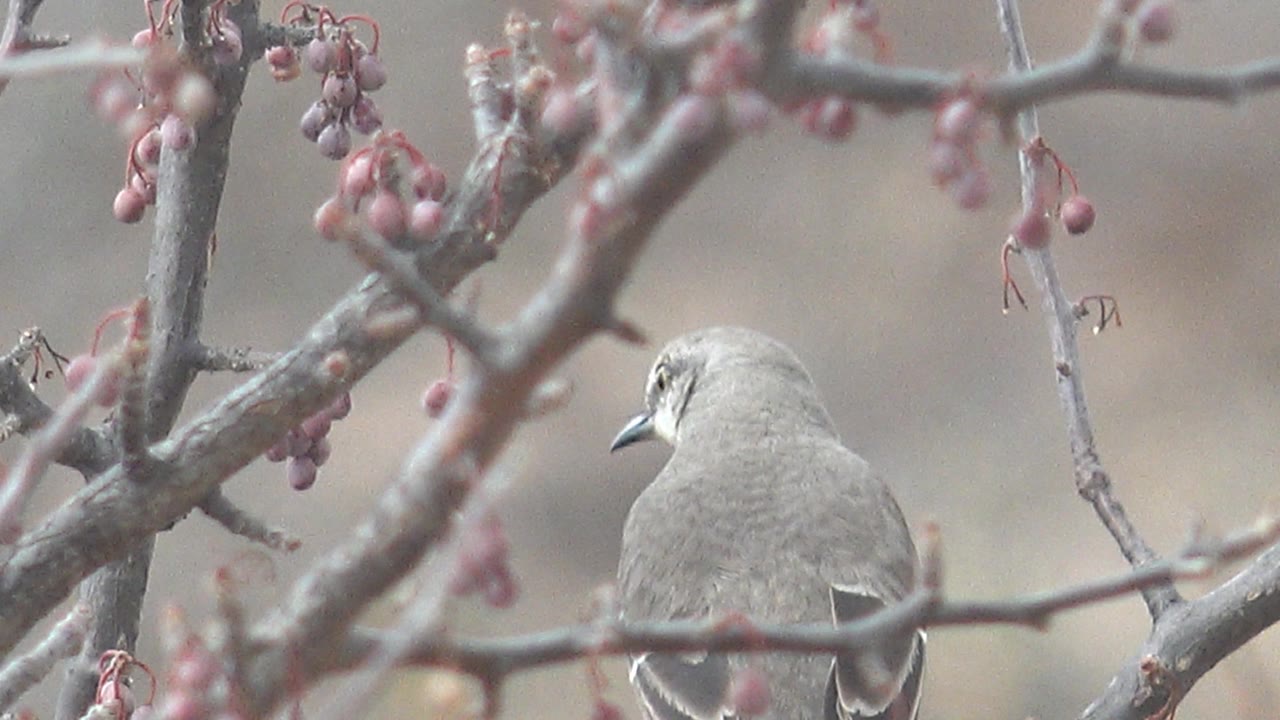 A small gray bird faces away on a twig among pink berry clusters in Cabo Pulmo, Baja California Sur, with no visible people.