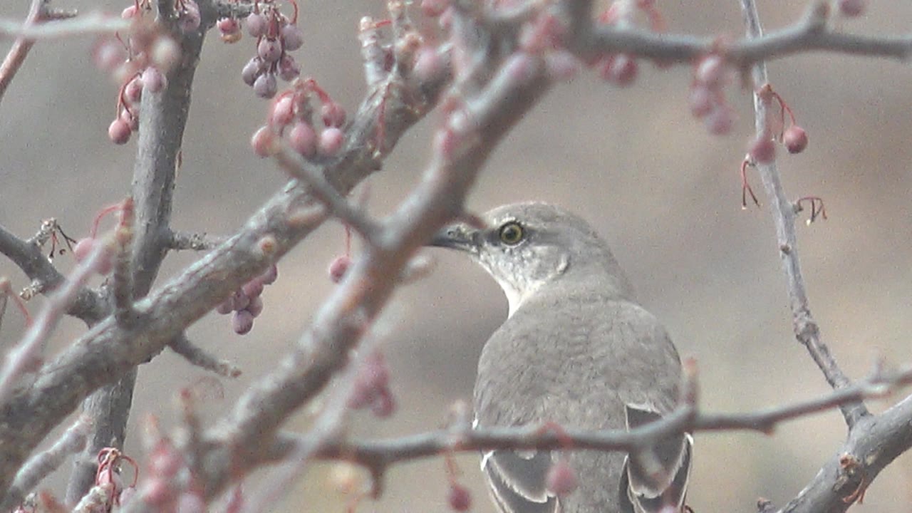 The gray bird turns into a side profile between crossing twigs and pink berries in Cabo Pulmo, Baja California Sur, with no visible people.