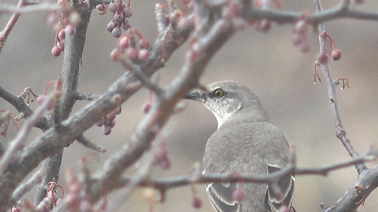 A small gray bird looks left from a branch framed by pink berry clusters in Cabo Pulmo, Baja California Sur, with no visible people.