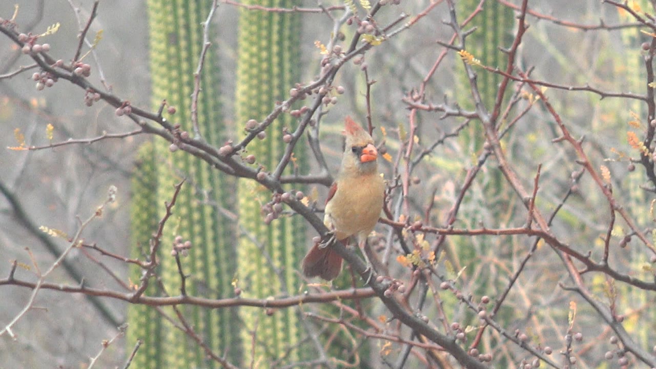Female cardinal perched left of center among bare branches and buds in Cabo Pulmo, with tall cacti blurred behind it and no visible people.