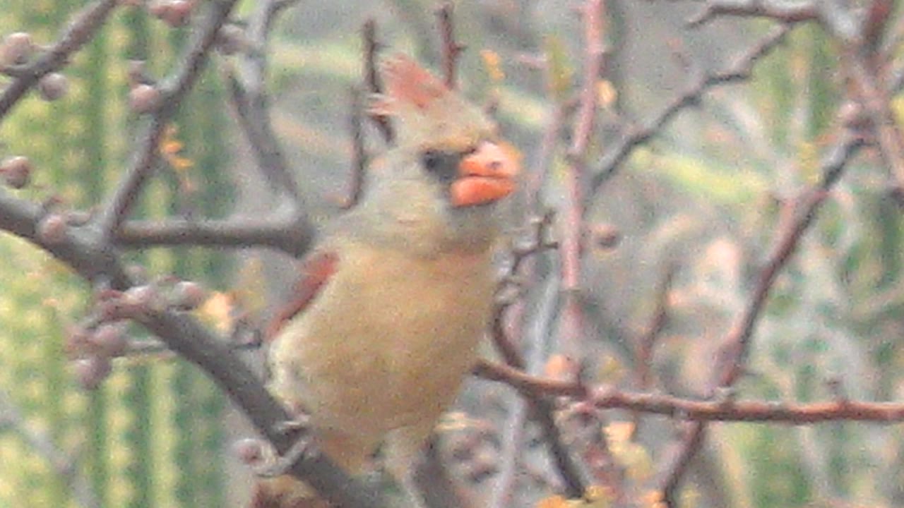 Close frame of the female cardinal in Cabo Pulmo, slightly soft behind crossing twigs, with its orange beak and crest visible and no visible people.