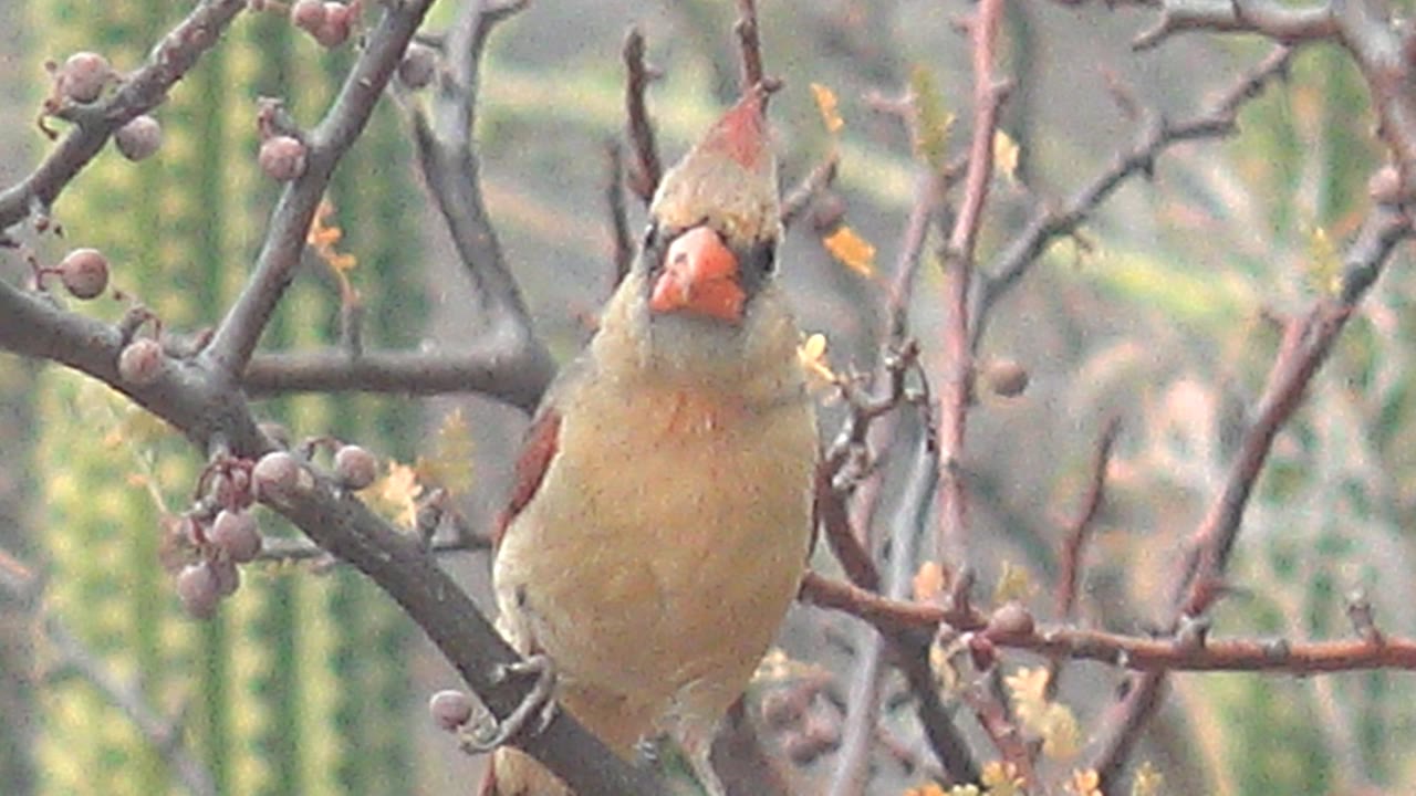 Female cardinal facing forward on a branch in Cabo Pulmo, framed by round buds and blurred green cacti, with no visible people.