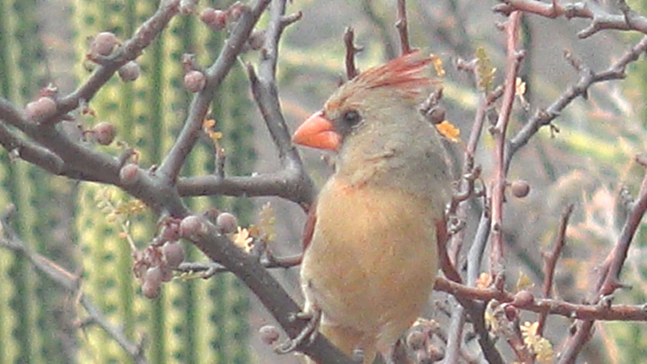 Female cardinal in profile on a branch