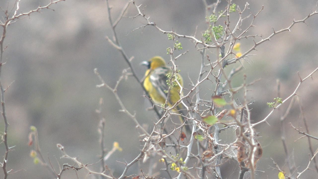 A yellow bird perches partly hidden behind thin thorny branches in Cabo Pulmo, Baja California Sur, Mexico, with dry blurred foliage behind it and no visible people.