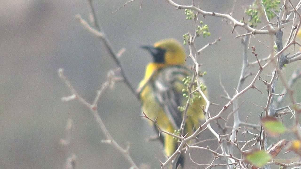 The yellow bird faces left from a thin branch in Cabo Pulmo, with dark markings near the face, pale twigs in front, and no visible people.