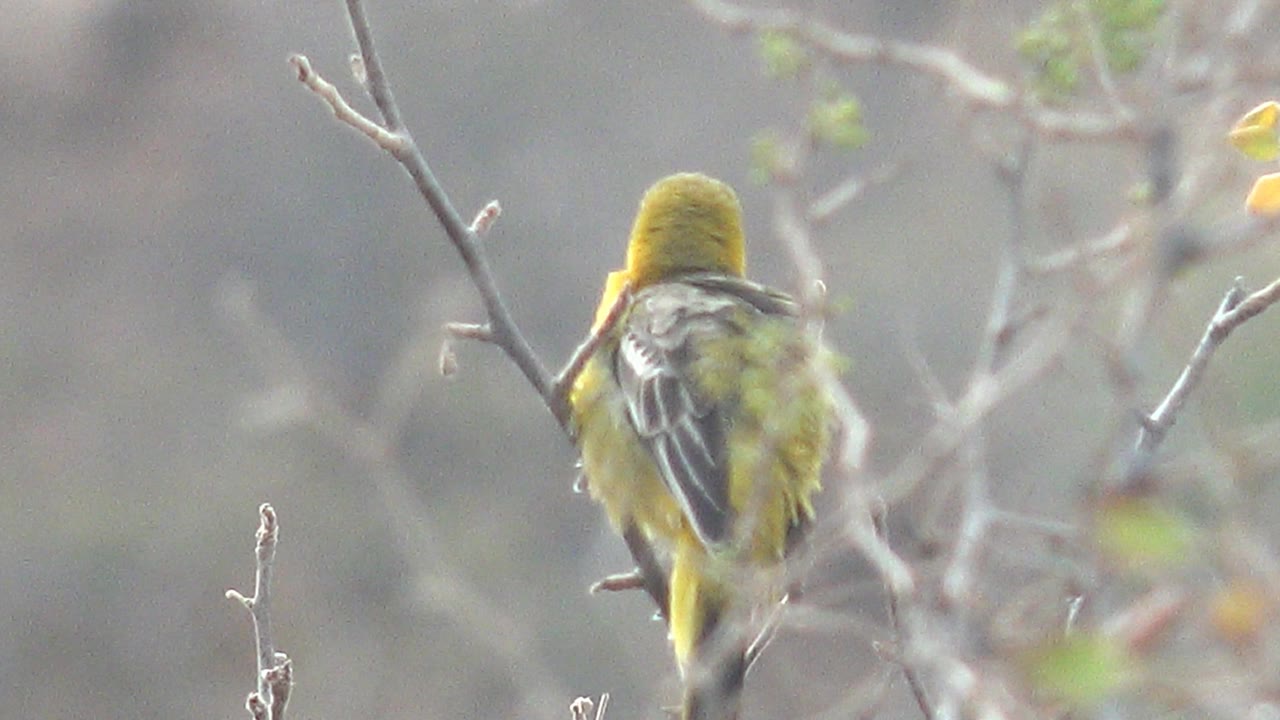 A rear view shows the yellow bird perched among dry branches in Cabo Pulmo, with patterned wings, a yellow head, blurred leaves, and no visible people.