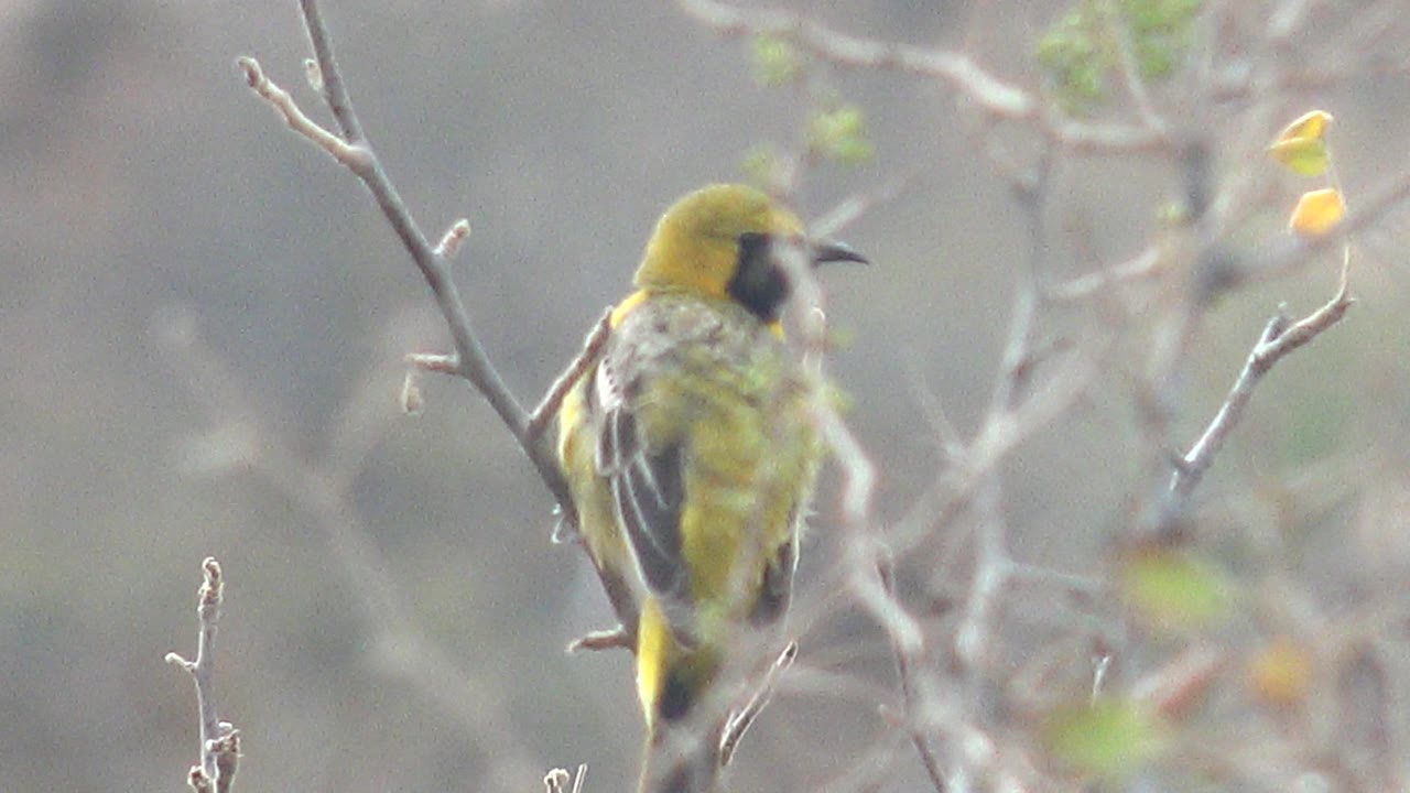 The bird sits closer in frame with its head turned sideways in Cabo Pulmo, surrounded by pale thorny stems and a muted out-of-focus background, with no visible people.