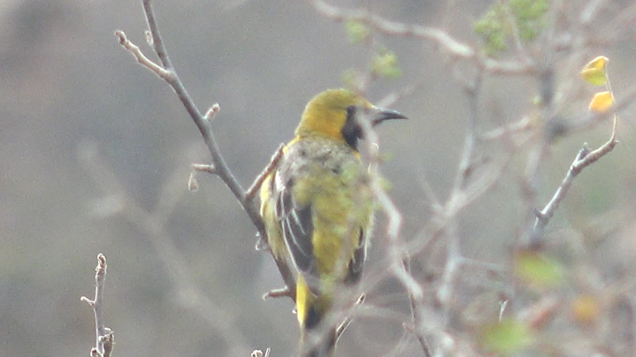 A yellow and black bird perches on a thin branch in Cabo Pulmo, Baja California Sur, Mexico, with its head angled left and no visible people.
