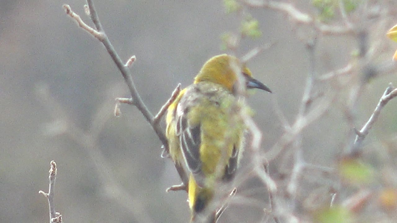 The perched yellow bird faces left with its beak open against blurred branches in Cabo Pulmo, Baja California Sur, Mexico, with no visible people.