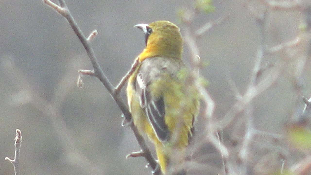 The bird is turned partly away on the branch in Cabo Pulmo, Baja California Sur, Mexico, showing yellow back feathers and darker wing markings with no visible people.