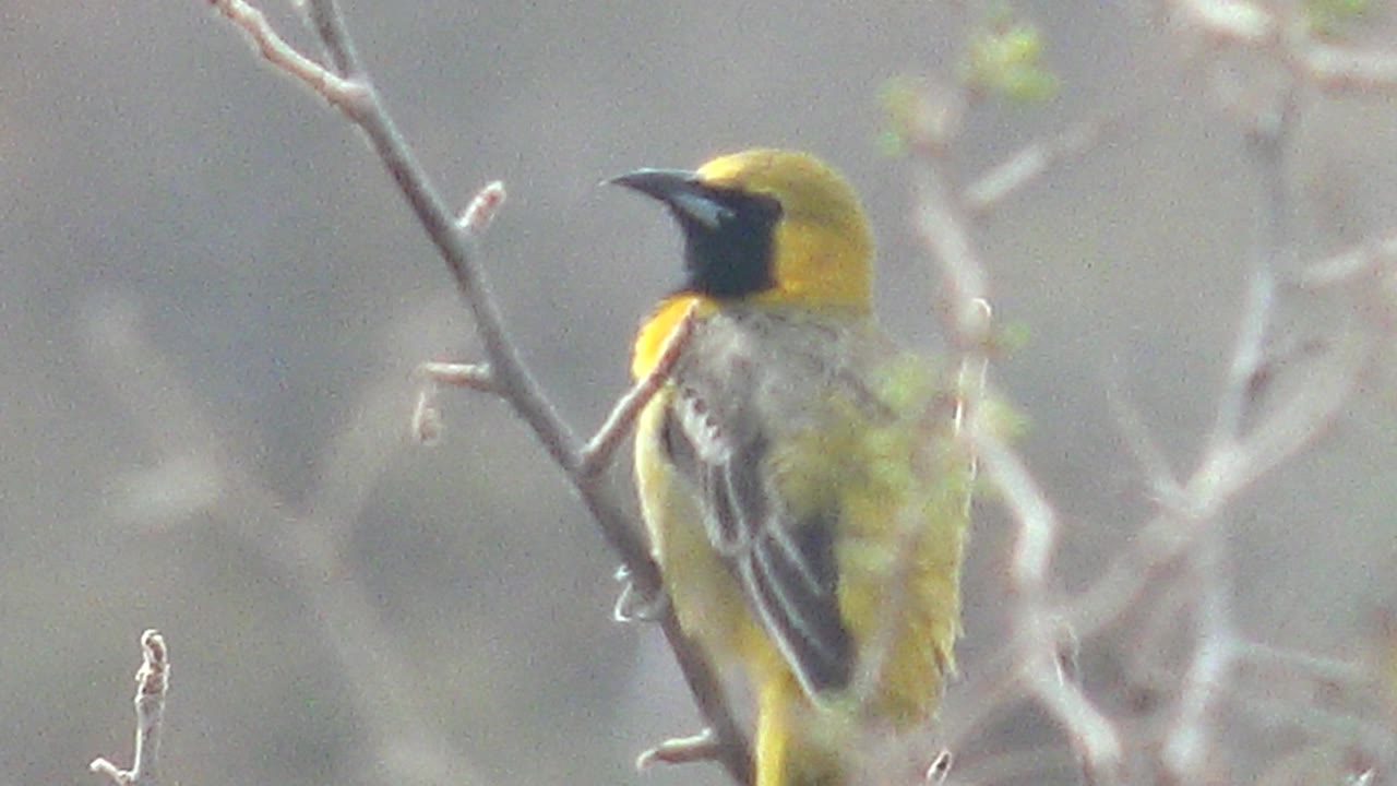 Yellow bird facing left with dark throat