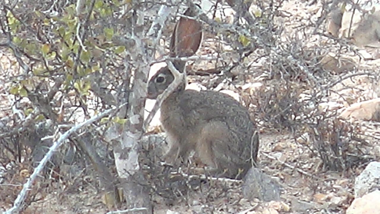 A gray-brown rabbit sits in Cabo Pulmo dry scrub beside pale branches, rocks, and sparse green leaves, with no visible people.