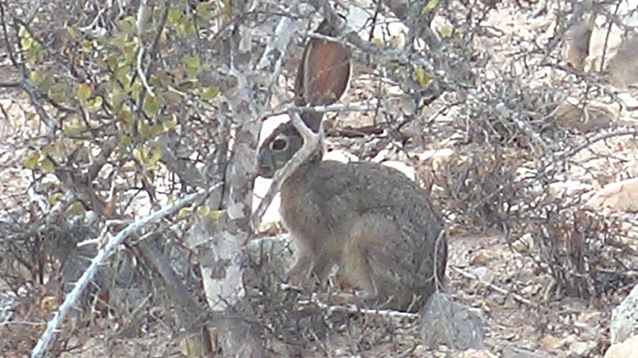 The rabbit remains seated in Cabo Pulmo scrub with its head angled near a pale trunk and dry branches, with no visible people.