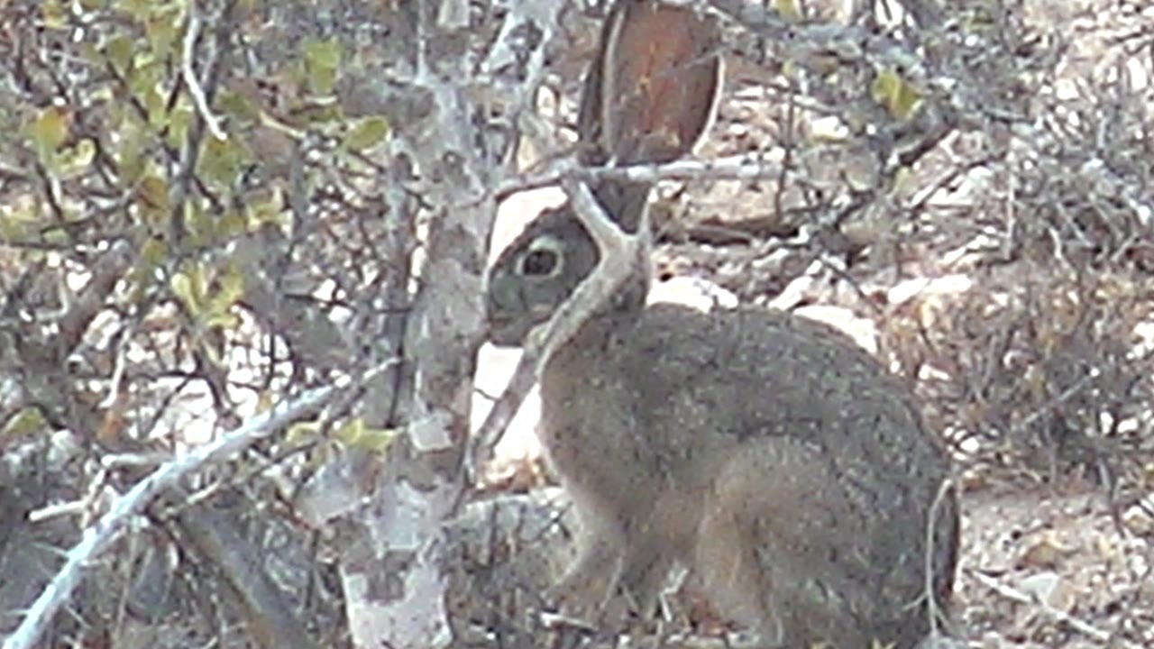 A closer-looking moment shows the rabbit's upright ear and dark eye area among Cabo Pulmo rocks, dry twigs, and scrub, with no visible people.