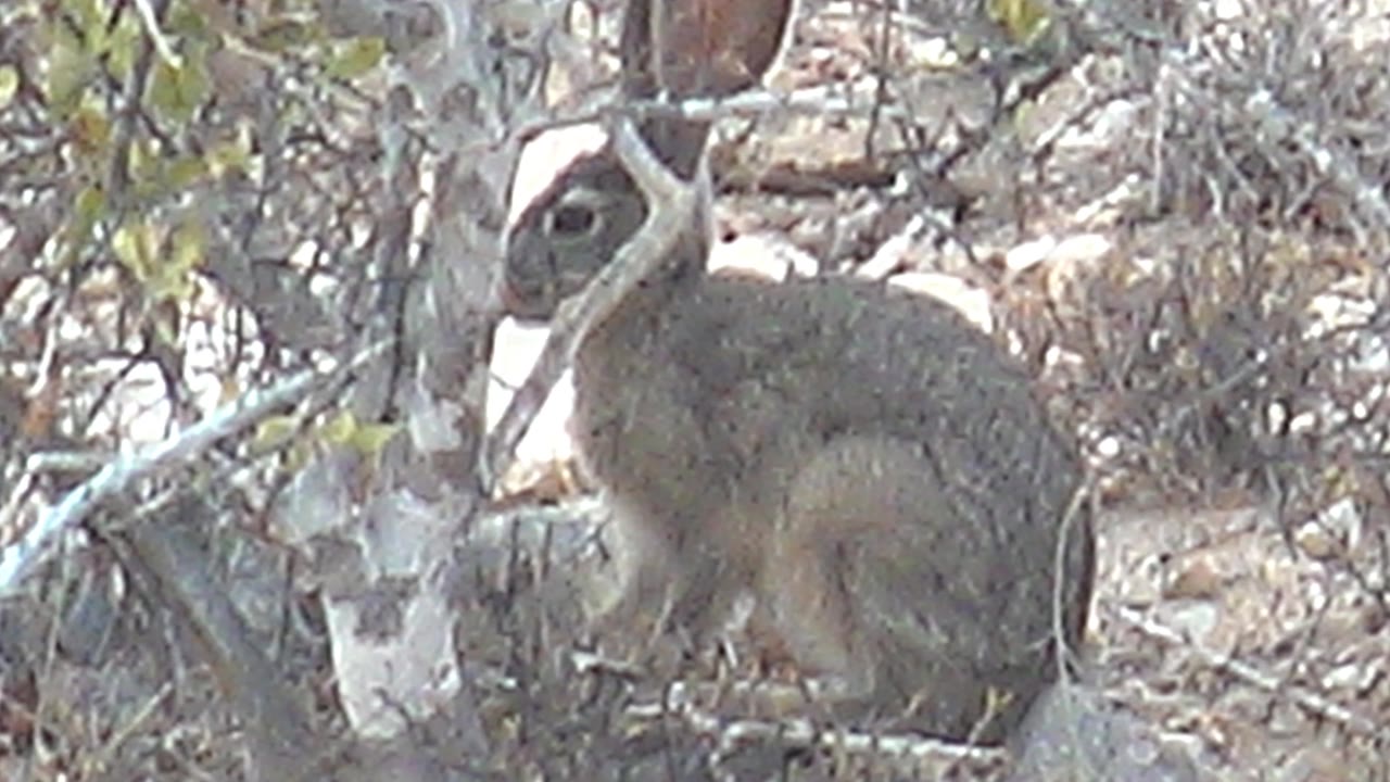 Rabbit partly obscured by foreground branches