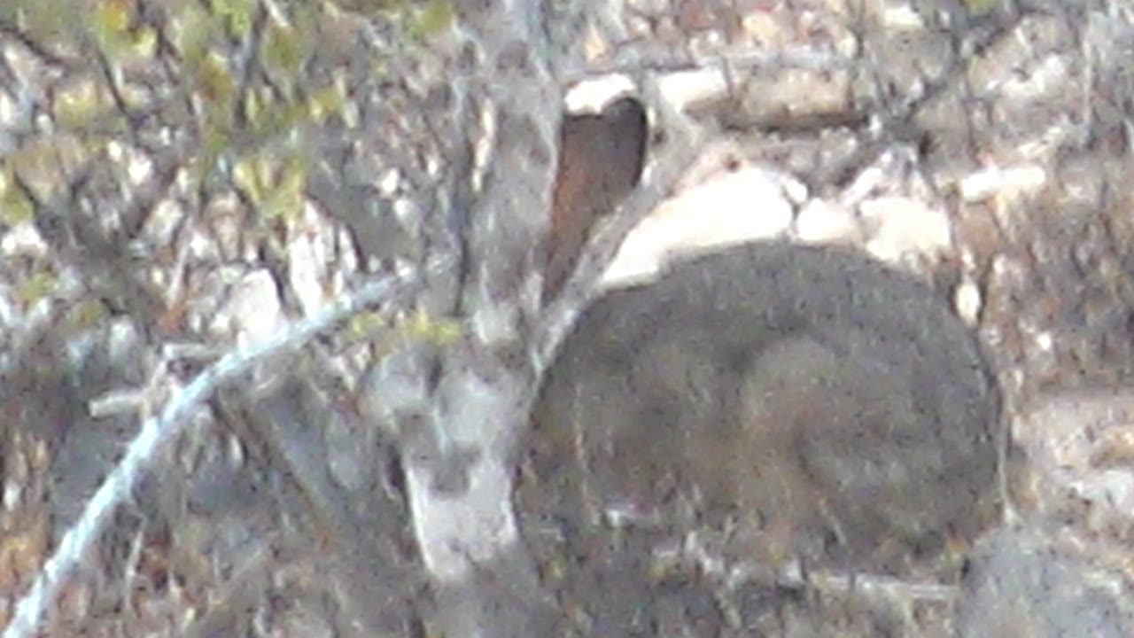 Small hyrax partly hidden behind pale branches in dry brush