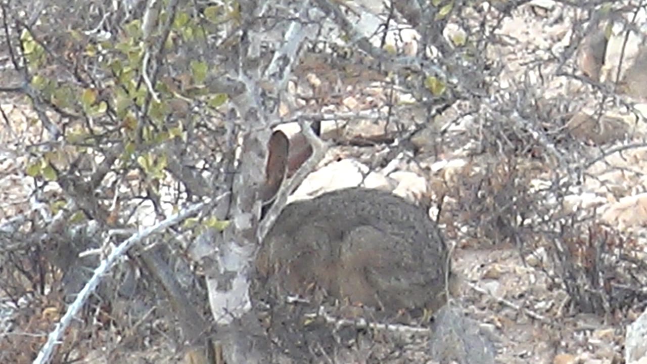 Hyrax sits mostly motionless in the midground among sparse shrubs, tan stones, and dry earth in Cabo Pulmo, Mexico, with no visible people.