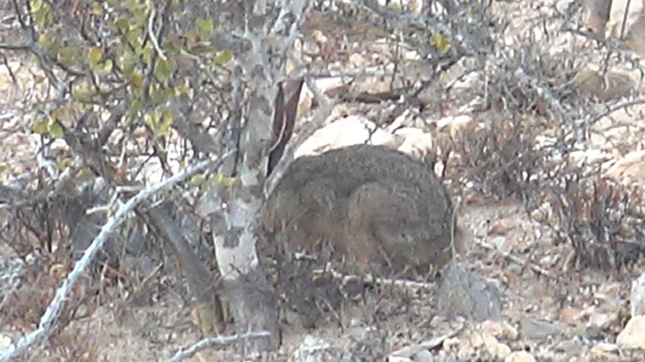The hyrax remains tucked beside pale branches and low bushes, with rocky arid ground behind it in Cabo Pulmo, Baja California Sur, and no visible people.