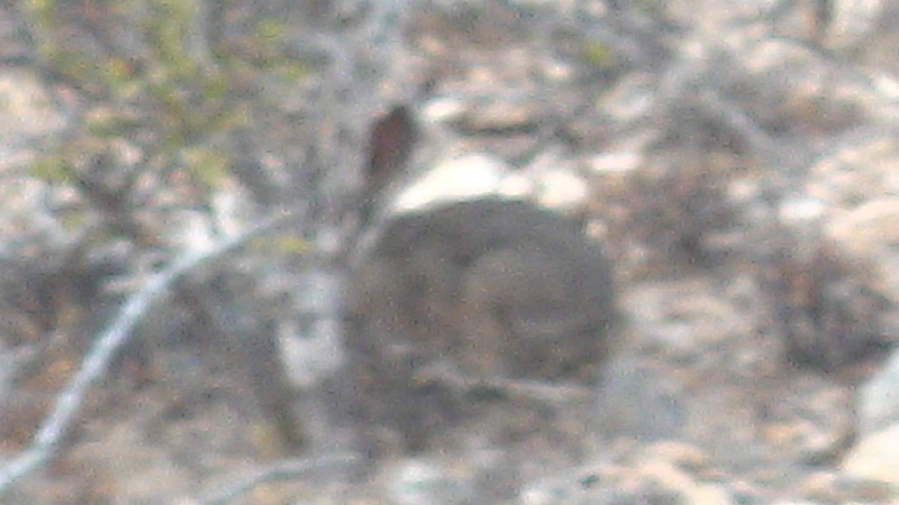 A softer frame shows the hyrax partly blurred behind brush and pale stems in Cabo Pulmo's dry rocky terrain, with no visible people.