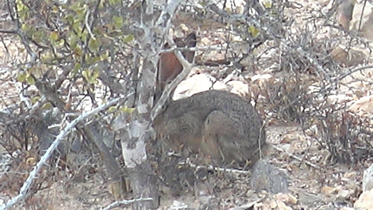 Jackrabbit sitting in dry brush beside pale rocks and small trees.