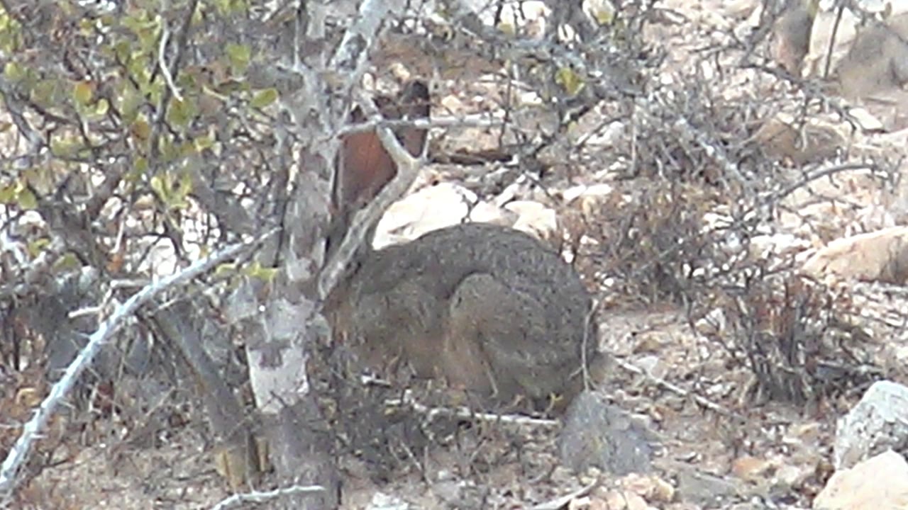The jackrabbit remains crouched in Cabo Pulmo scrub, with its body framed by gray branches, dry twigs, and scattered light-colored rocks, with no visible people.