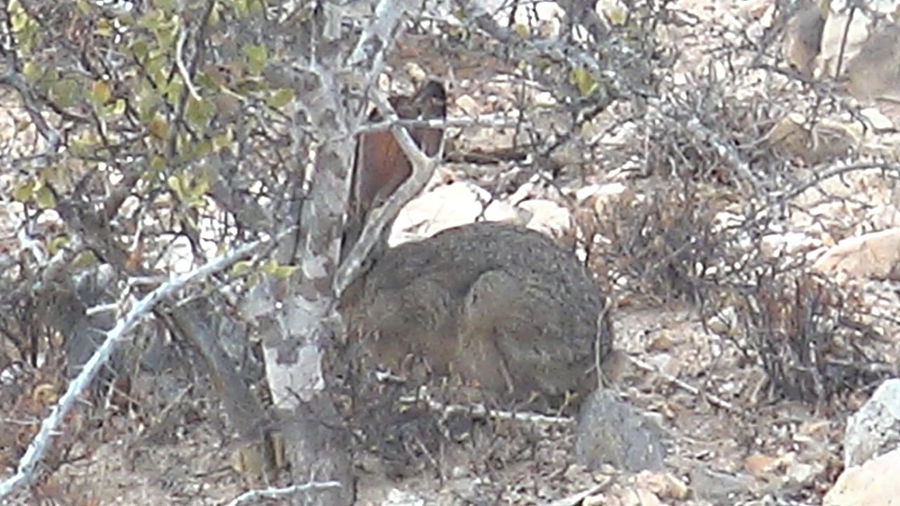 A jackrabbit holds position in dry Cabo Pulmo terrain, its ear and rounded body visible behind a small trunk and brush, with pale rocks in the background and no visible people.