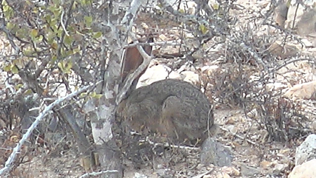 The jackrabbit stays near the same brush cluster in Cabo Pulmo, surrounded by gray branches, tan stones, and dry vegetation under bright light, with no visible people.