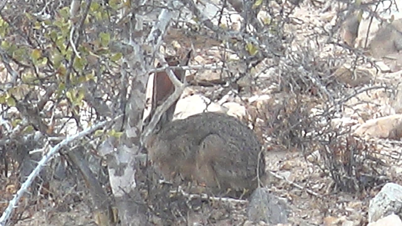 A brown-gray rabbit is partly hidden behind pale branches and dry shrubs on sandy ground in Cabo Pulmo, Baja California Sur, with no visible people.