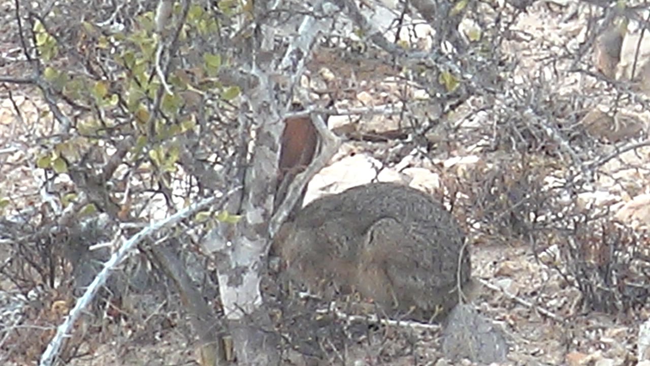 The rabbit remains low in the brush in Cabo Pulmo, Baja California Sur, with its rounded body visible through twiggy shrubs and no visible people.