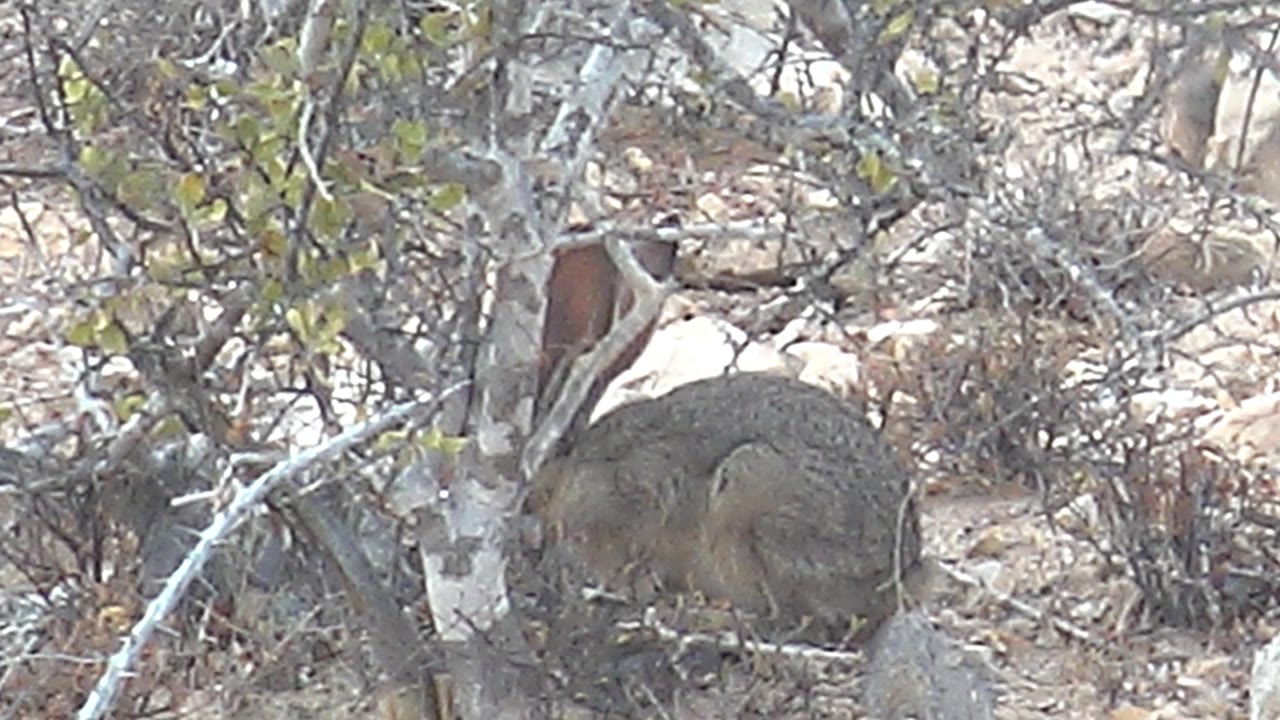 A ground-level view shows the rabbit in Cabo Pulmo, Baja California Sur, framed by tangled pale limbs, rocky soil, and sparse green leaves, with no visible people.