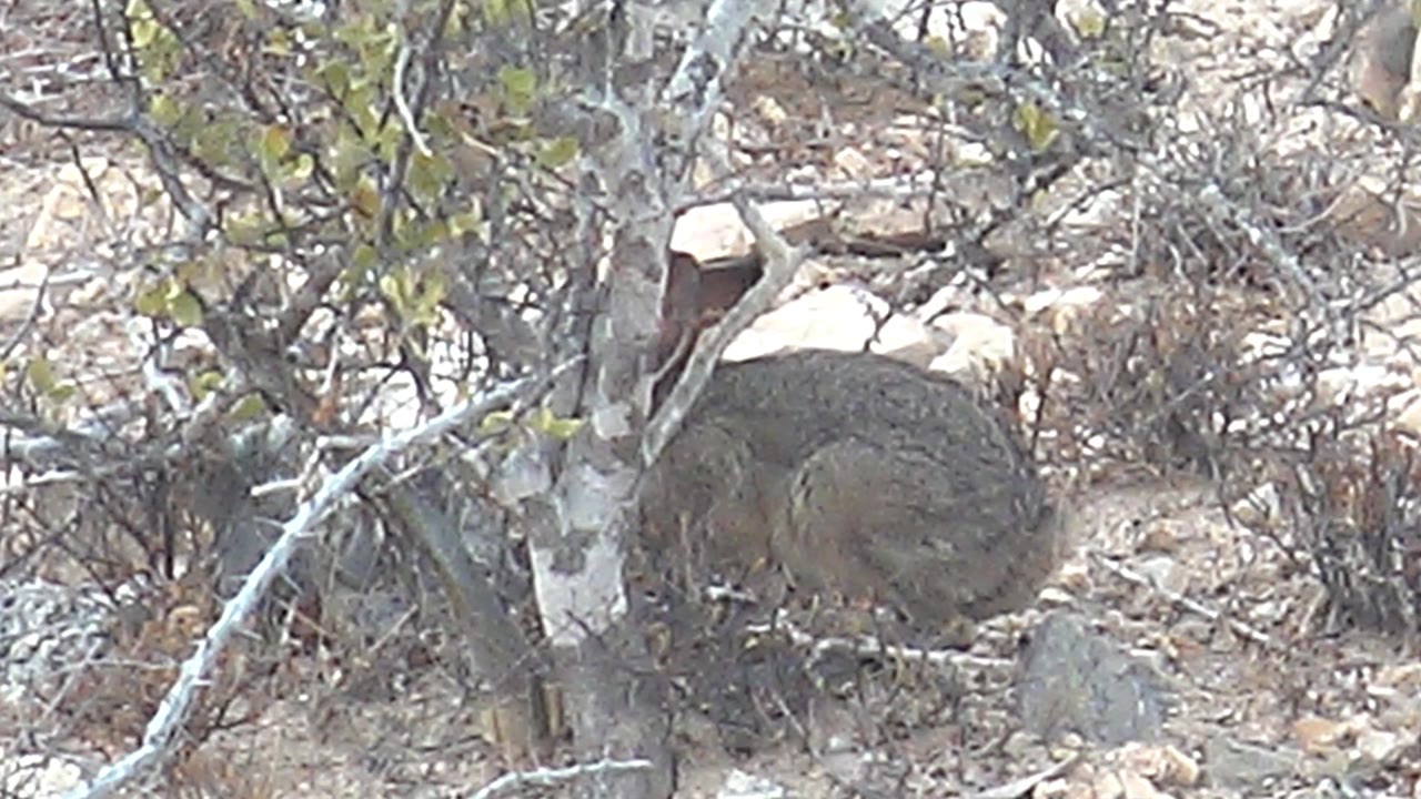 Rabbit huddled near a shrub trunk in dry rocky terrain.