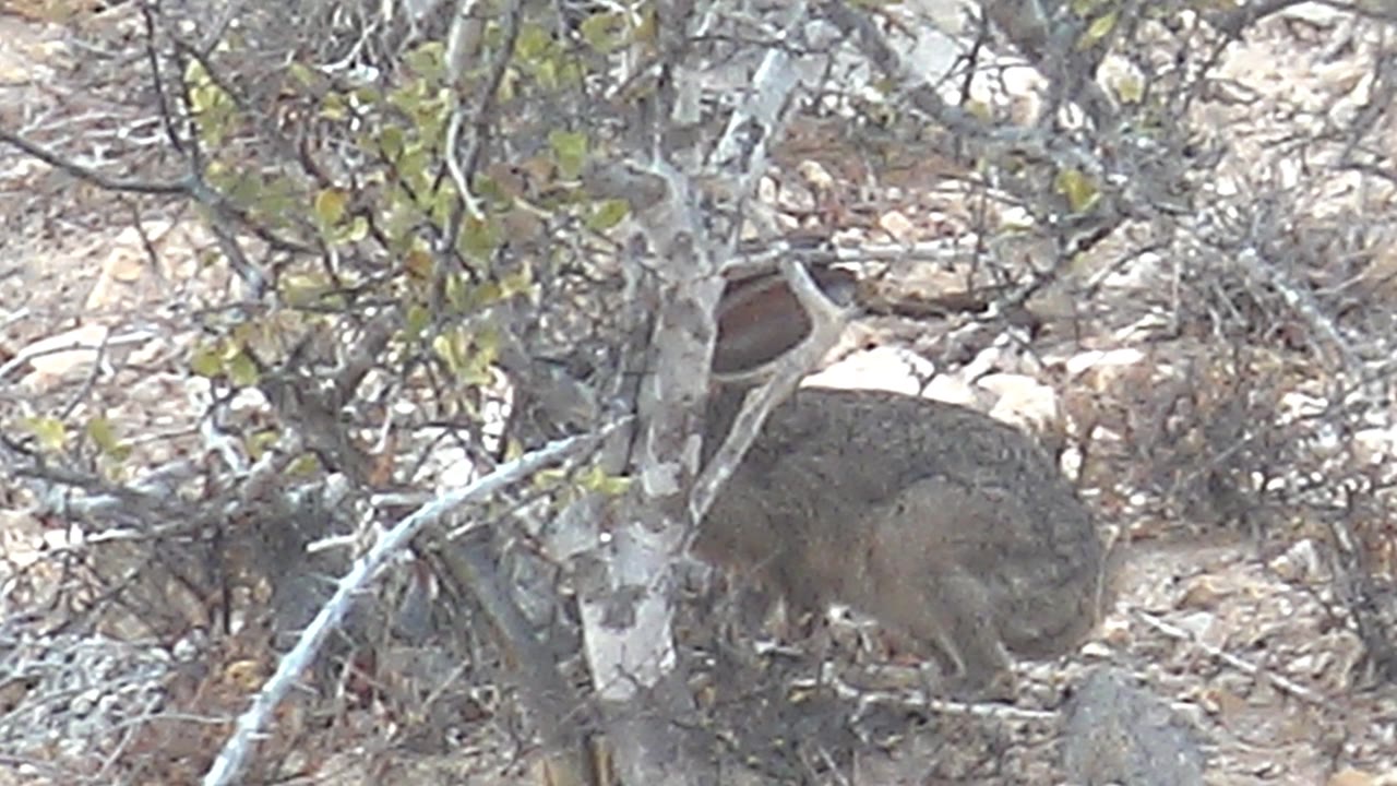 A hyrax forages beneath pale thorny branches on sandy ground with scattered rocks in Cabo Pulmo, Baja California Sur, with no visible people.
