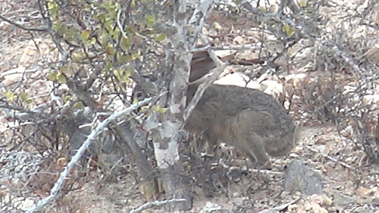 The hyrax is tucked beside a pale trunk and tangled dry brush in Cabo Pulmo, Baja California Sur, with muted brown and gray tones and no visible people.