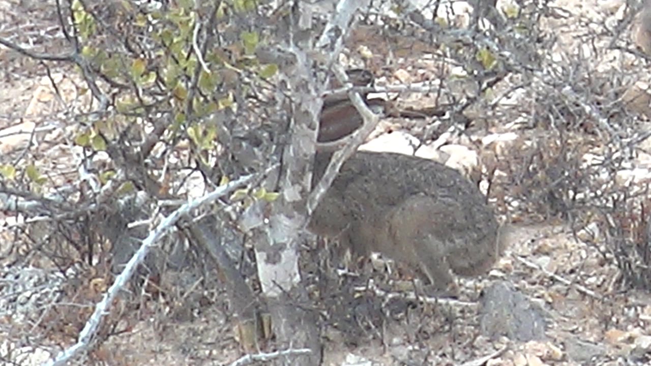A crouched hyrax remains partly obscured by thorny desert vegetation and pale branches in Cabo Pulmo, Baja California Sur, with no visible people.