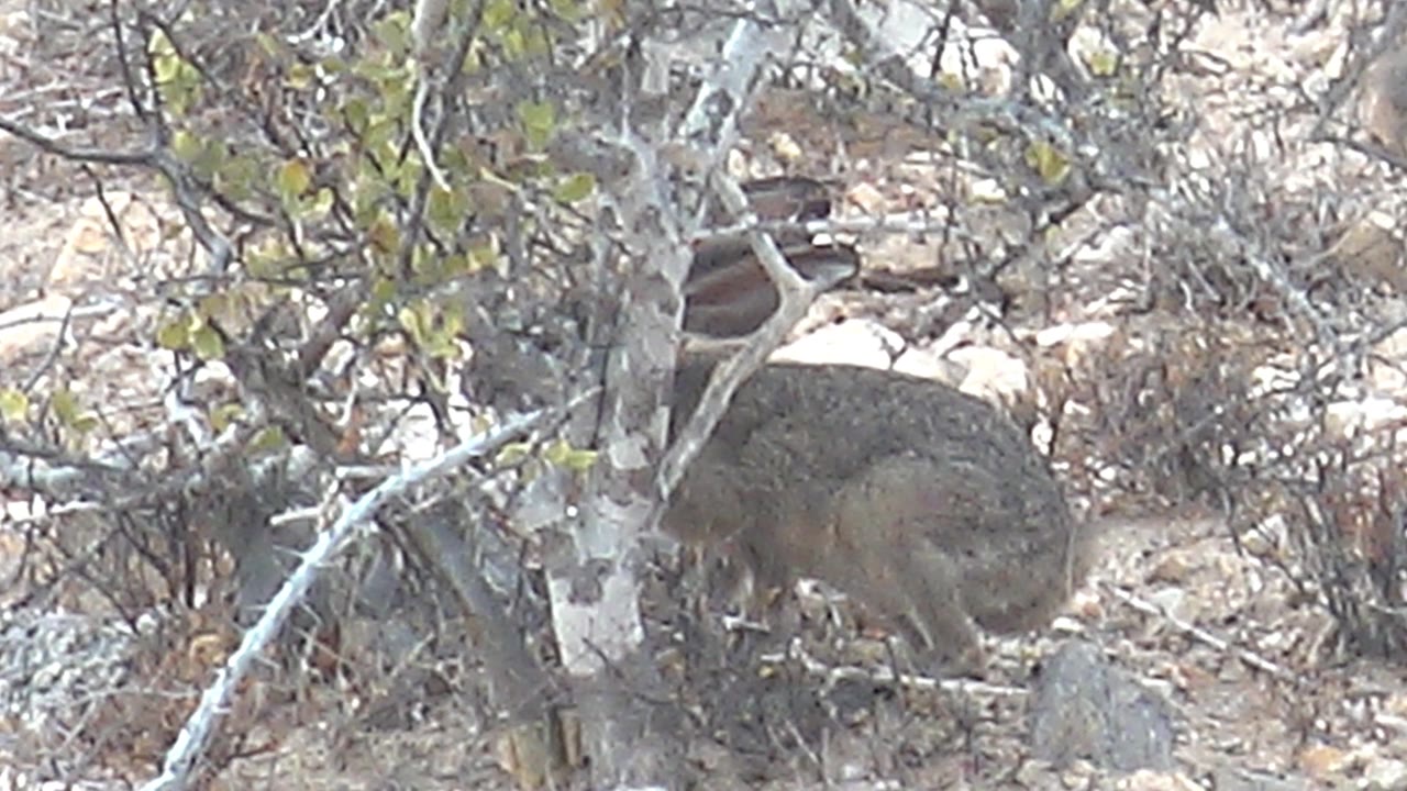 Hyrax foraging low under branches in a dry rocky patch.