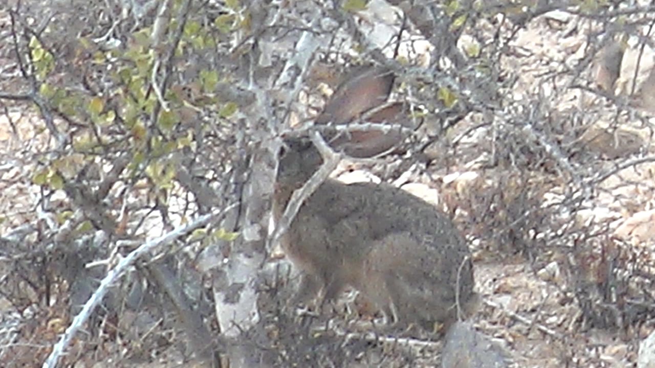 Rabbit partly hidden behind dry branches on rocky ground